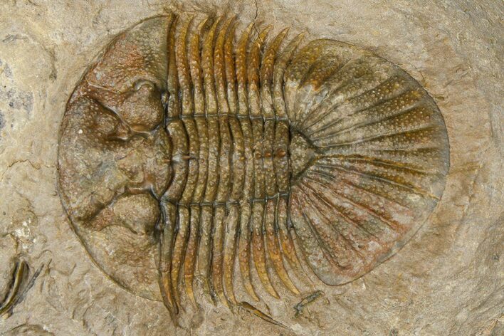 Metascutellum Trilobite - Very Pustulose #362784